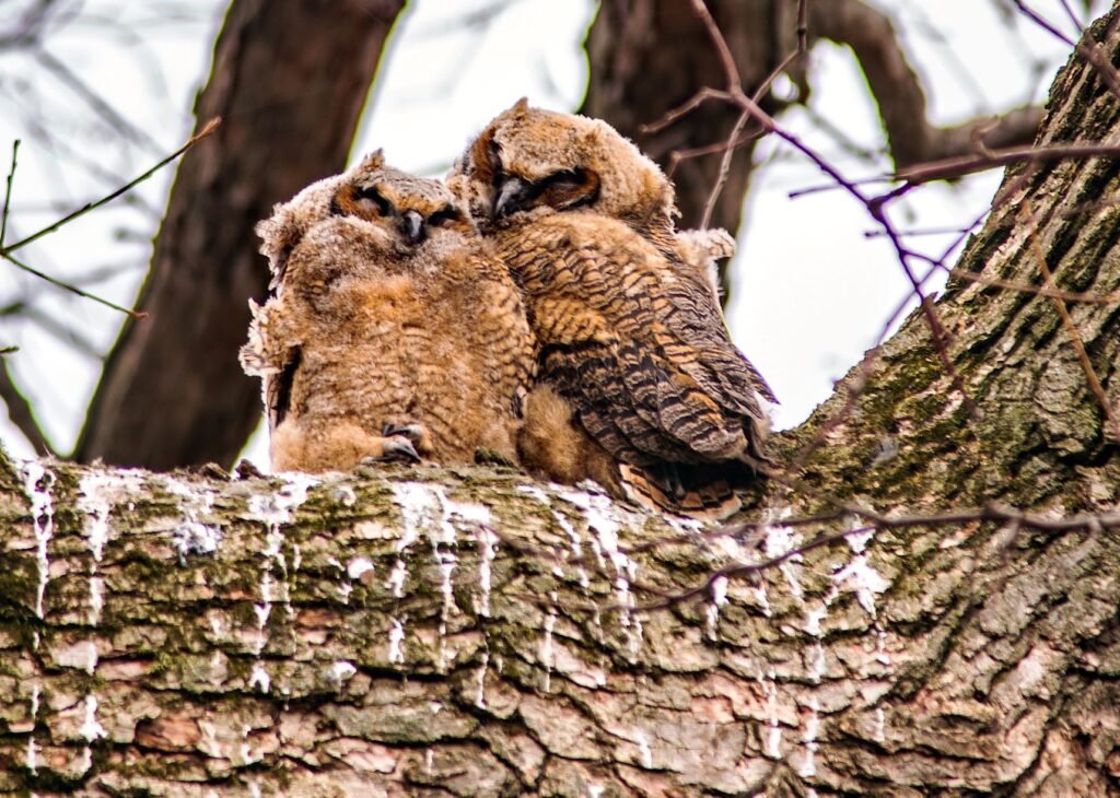 Owl Family in City Park, Appleton, WI