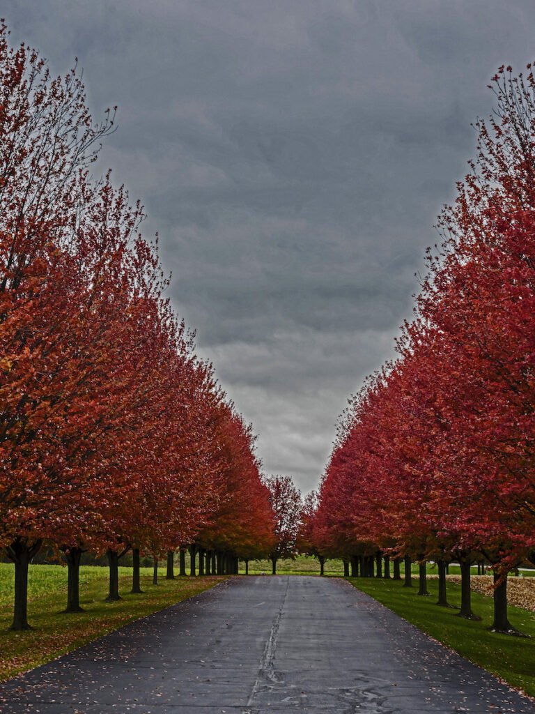 two rows of trees with red fall leaves and road in the middle
